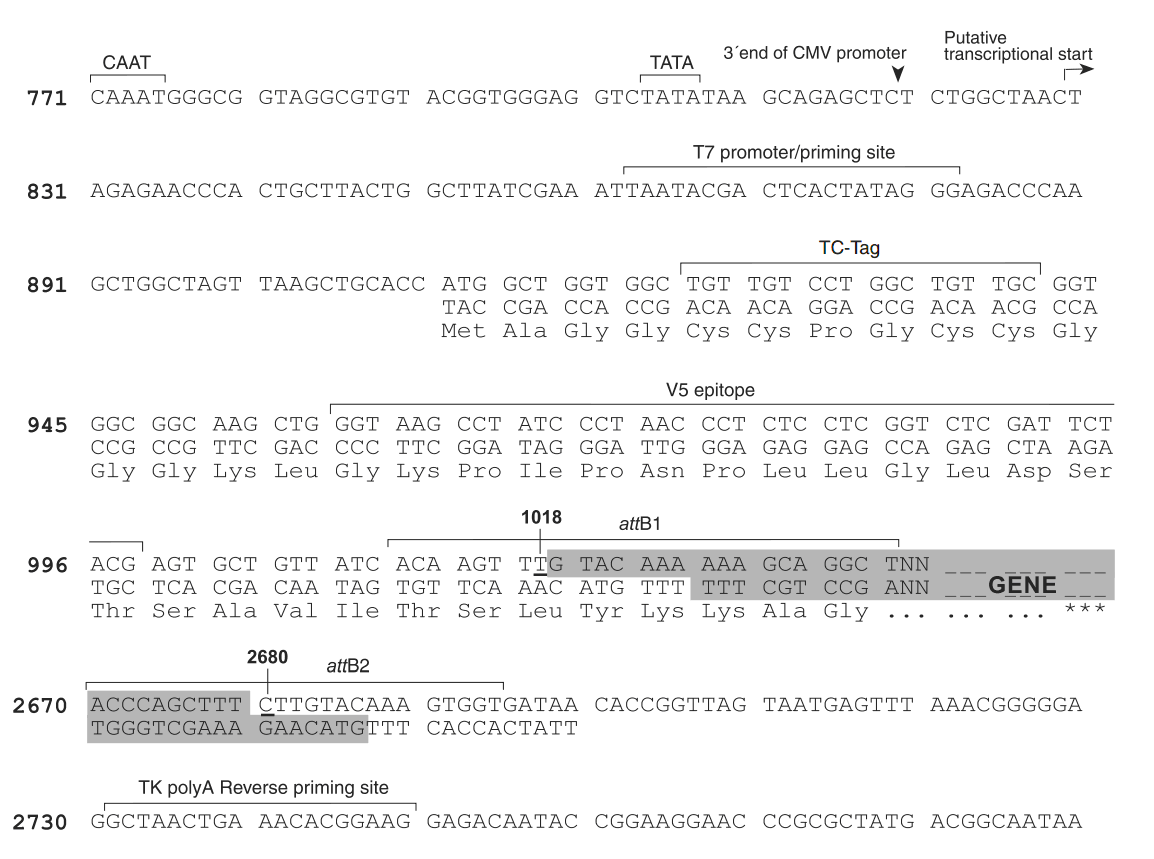 pcDNA6.2-nTC-Tag-DEST 多克隆位点 点击看大图 pcDNA6.2-nTC-Tag-DEST 多克隆位点